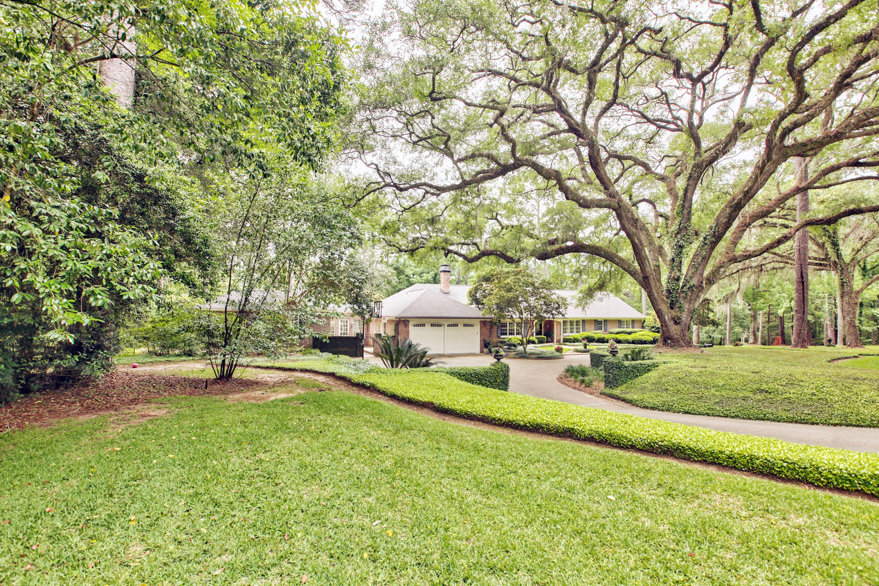 Century-old oak tree on estate grounds